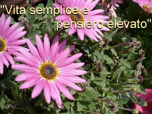 P130fioreAnto1web P130fioreAnto1web